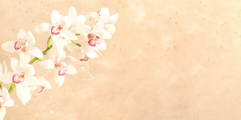 Fototapeta na wymiar Beautiful white orchid flower on beige background. Close-up, copy space. Banner