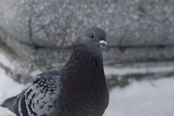 Pigeons in the snow. Urban birds.