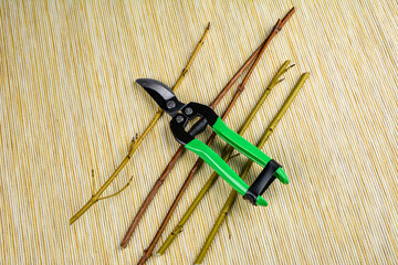 Pruning of trees with secateurs in the garden.