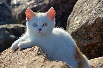 Naklejka na ściany i meble Portrait of a cute kitten in the stones on the seashore
