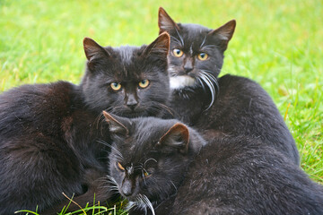 Cat gang - black cats sit in a group on the green grass and look at the camera