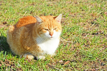 Portrait of a ginger cat sitting on the grass on a bright sunny day