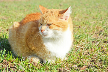 Naklejka na ściany i meble Portrait of a ginger cat sitting on the grass on a bright sunny day