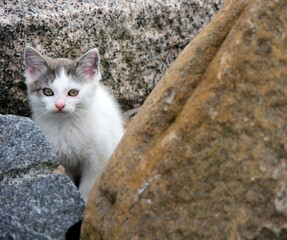 Naklejka na ściany i meble Portrait of a cute kitten in the stones on the seashore