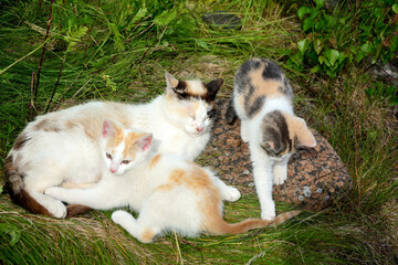 Naklejka na ściany i meble Mother cat with two playful kittens is resting lying on the grass