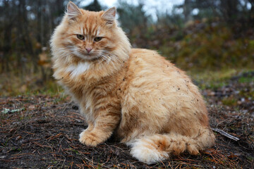 Naklejka na ściany i meble Stunningly beautiful, noble, red fluffy cat on the street. Portrait