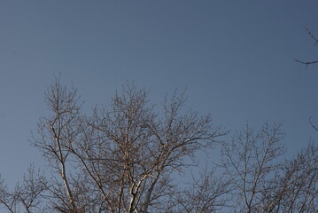 The crown of the tree against the blue sky. Branches without leaves.
