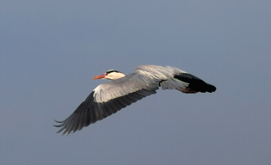 l'eleganza dell'airone cenerino in volo