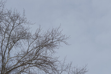 The crown of the tree against the blue sky. Branches without leaves.