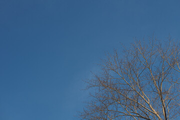 The crown of the tree against the blue sky. Branches without leaves.