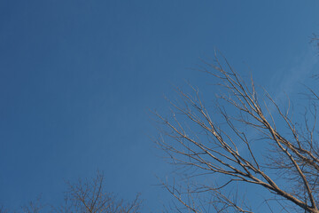 The crown of the tree against the blue sky. Branches without leaves.