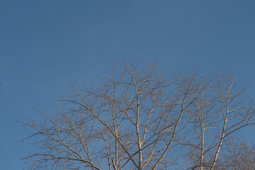 The crown of the tree against the blue sky. Branches without leaves.