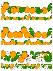 Set of apricots line. Seamless borders with apricots, leave and flowers. Vector graphics.
