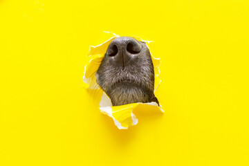 a dog nose sticks out of a hole in a yellow torn piece of paper