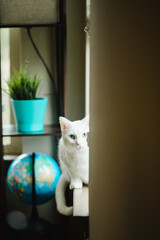 Fototapete bei efototapeten.de bestellen   