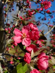 pink American cherry flowers