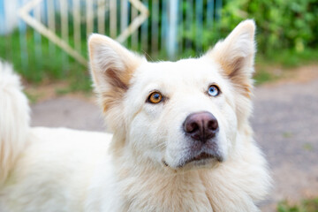 Close-up portrait of a white dog with heterochromia looking at the camera. Eyes of different colors. A pet with an unusual eye color. Walk the dog. Man's best friend.