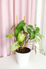 Tropical houseplant liana syngonium podophyllum in pot with bamboo support on table on white pink background. Air purifier. An easy to care and beauty plant for home interior.