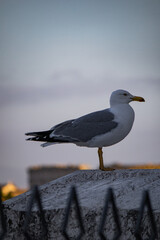 Seagull