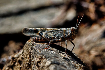 grasshopper camouflaged with the environment

