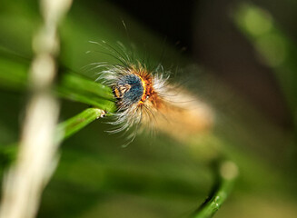 caterpillar on the stem of a flower