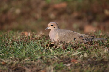 Mourning dove watches