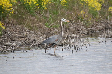 Great blue heron on the hunt