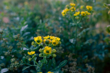 Obraz premium yellow flower and grass