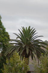 Fototapeta na wymiar palm and sky