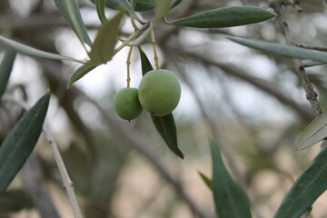 Aceitunas.