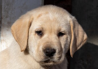 a close-up of a portrait of a Labrador Retriever puppy
