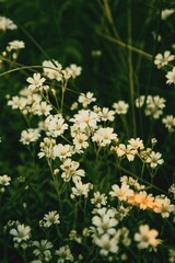 flowers in the forest