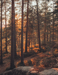 Obraz premium autumn in the forest