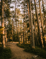 forest in autumn