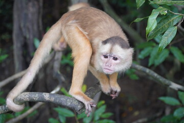 Young white fronted capuchin monkey (Cebus albifrons) from the subfamily Cebinae on a tree in the Amazon rainforest. Wild animal living near Iranduba, Amazon, Brazil.