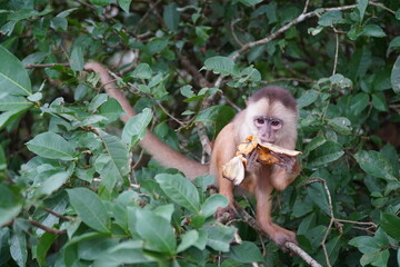 Young white fronted capuchin monkey (Cebus albifrons) from the subfamily Cebinae on a tree in the Amazon rainforest. Wild animal living near Iranduba, Amazon, Brazil.