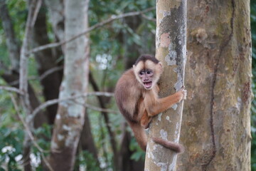 Young white fronted capuchin monkey (Cebus albifrons) from the subfamily Cebinae on a tree in the Amazon rainforest. Wild animal living near Iranduba, Amazon, Brazil.