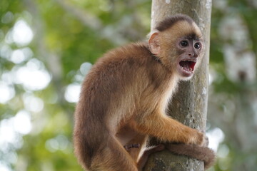 Young white fronted capuchin monkey (Cebus albifrons) from the subfamily Cebinae on a tree in the Amazon rainforest. Wild animal living near Iranduba, Amazon, Brazil.