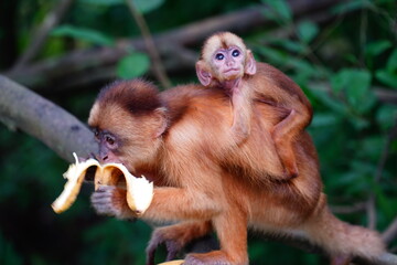 White fronted capuchin (Cebus albifrons) monkey of the subfamily Cebinae. This wild animal with a...