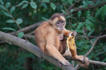 Female white-fronted capuchin monkey with baby (Cebus albifrons, subfamily Cebinae) on a tree in Amazon rainforest. The mother is nursing her baby while eating a banana. Wildlife in the jungle, Brazil