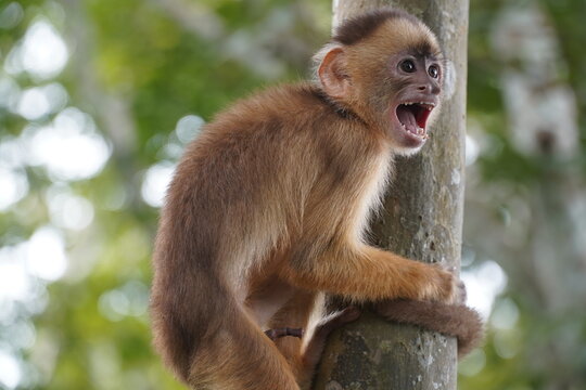 Monky Bilder – Durchsuchen 448,586 Archivfotos, Vektorgrafiken und ...