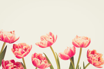 Spring flowers, tulips on pastel colors background. Retro vintage style.