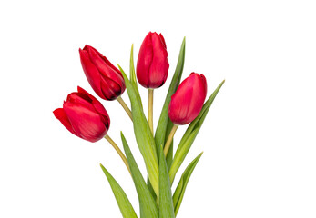 Red tulip flower isolated on white background. - 489273603
