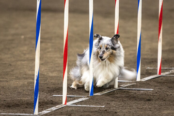 Dog runs through an agility course at an indoor show