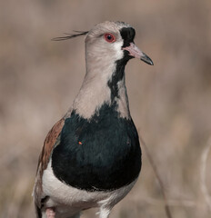 Southern Lapwing, La Pampa Argentina