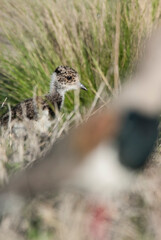 Southern Lapwing chick , La Pampa Argentina