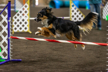 Dog runs through an agility course at an indoor show
