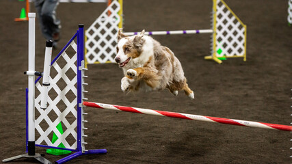 Dog runs through an agility course at an indoor show