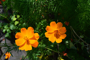 Two beautiful orange flowers of cosmos (Cosmos sulphureus) against a background of green leaves. Horizontal photography.