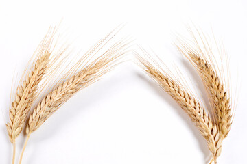 .Wheat grain ear or spike plant